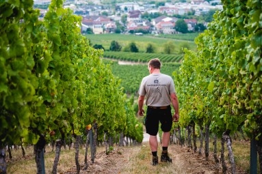 Rebstöcke auf einem Berg im Vordergrund, in der Mitte die Rückansicht eines Mannes in T-Shirt und kurzer Hose, im Hintergrund gr