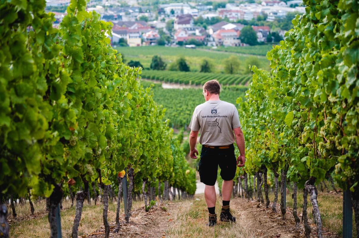 Rebstöcke auf einem Berg im Vordergrund, in der Mitte die Rückansicht eines Mannes in T-Shirt und kurzer Hose, im Hintergrund grüne Landschaft und Häuser.